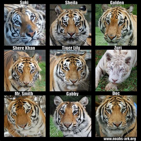 cuantos tipos de tigres existen